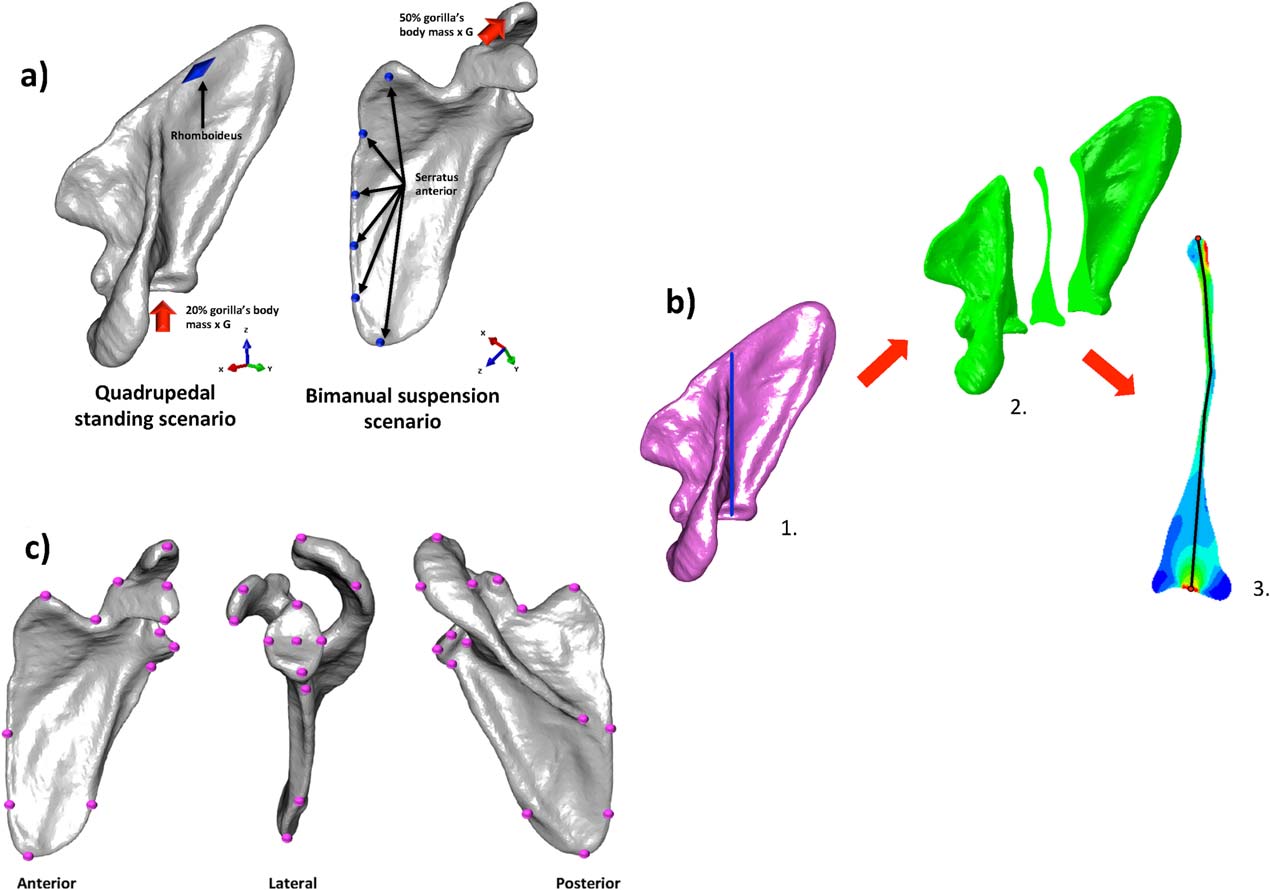 Standing On The Shoulders Of Apes Analyzing The Form And Function Of The Hominoid Scapula Using Geometric Morphometrics And Finite Element Analysis Thomas A Puschel Standing On The Shoulders Of Apes Analyzing The Form And Function Of The Hominoid Scapula Using Geometric Morphometrics And Finite Element Analysis Thomas A Puschel