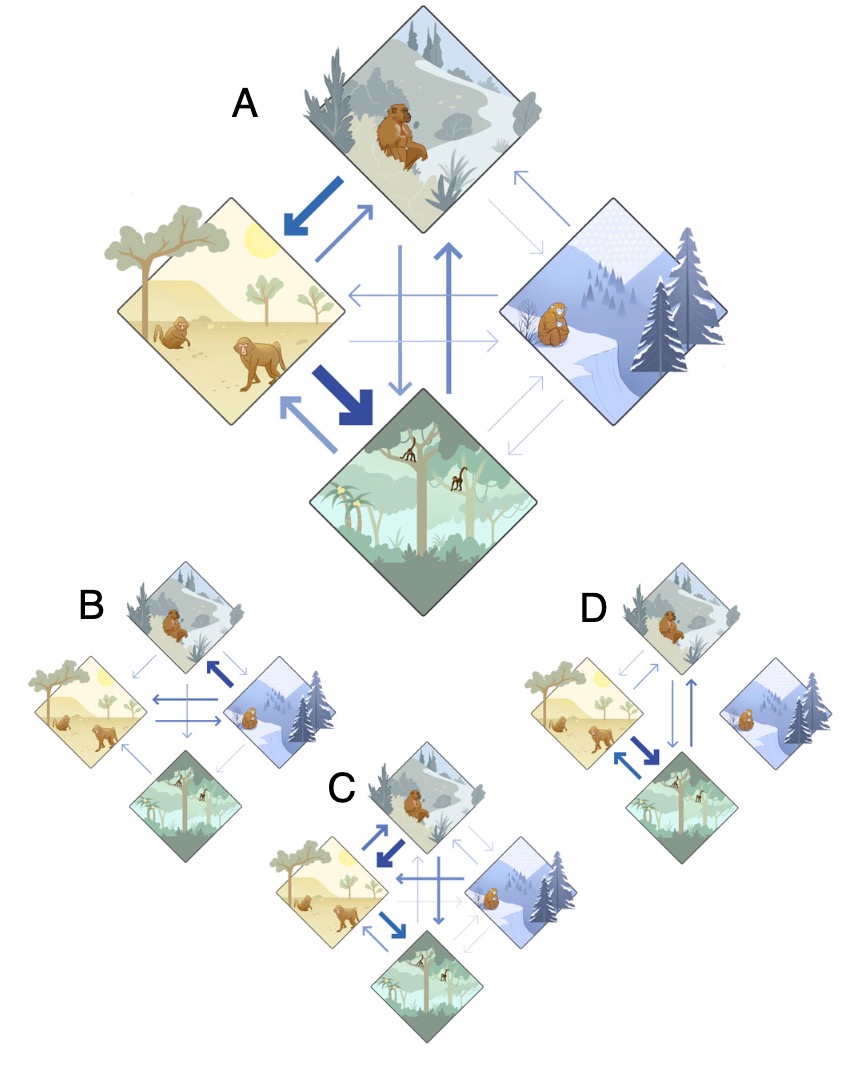 The radiation and geographic expansion of primates through diverse ...